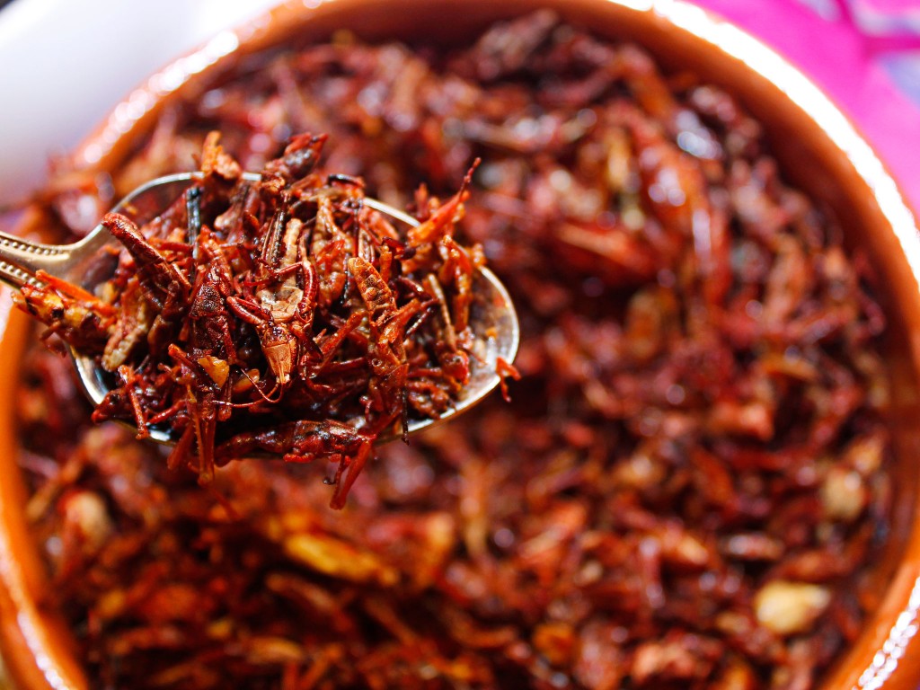 Los chapulines son unos insectos parecidos a los grillos y que forman parte de la oferta culinaria mexicana. Foto: Anónimo Rodríguez/Viatori