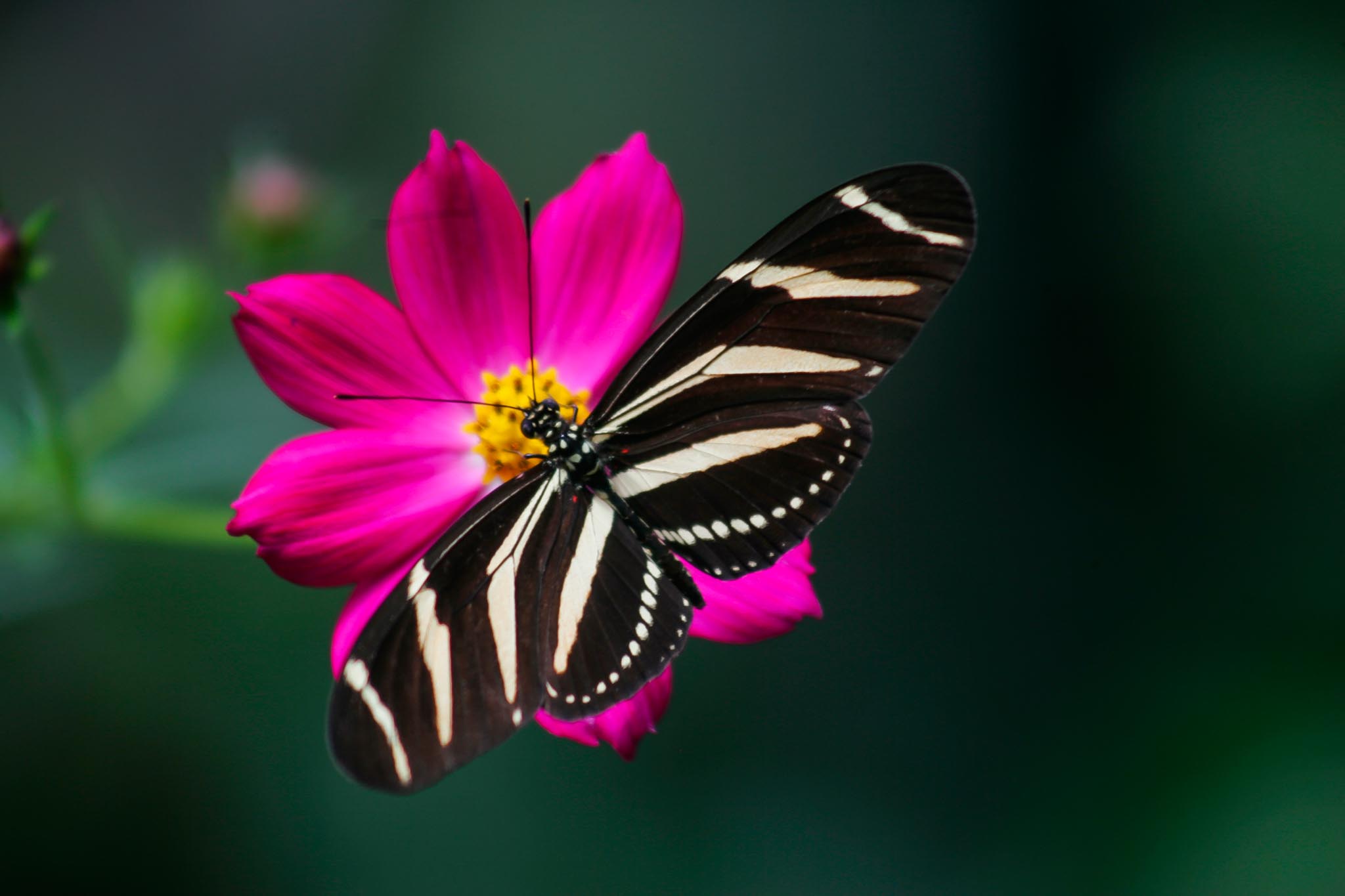 Long-winged zebra butterfly (Heliconius charithonia)