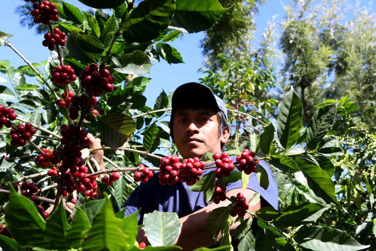 Coffee for Rural Development