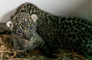 jaguar in central america