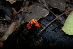 La biodiversidad también se manifiesta en especies más pequeñas, como los insectos que habitan en la cueva de Nooch Naj Cultunich. Foto: Jorge Rodríguez/Viatori