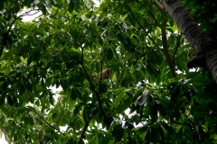 La cueva del tecolote es hogar de varias de estas aves. Foto: Jorge Rodríguez/Viatori