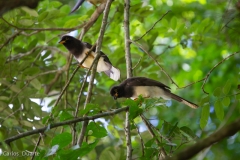 Chara pea (Psilorhinus morio).Foto: Manuel García/Viatori
