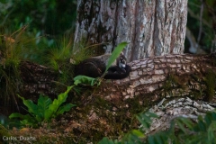 Un pizote duerme en la rama de uno de los árboles de Tikal, en el norte de Petén. Foto: Manuel García/Viatori