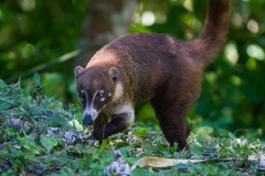 Los pizotes son animales comunes en la mayoría de sitios arqueológicos del Petén. Foto: Manuel García/Viatori