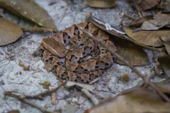 Cría de barba amarilla (Bothrops atrox), vista en el sendero que lleva al sitio arqueológico El Zotz. Foto: Manuel García/Viatori