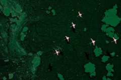 Flamencos del planeta verde, Paul Mckenzie, Irlanda – pájaros en vuelo, premio de plata