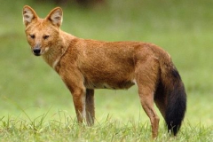 Los mamíferos son el segundo grupo en mayor riesgo con un 26% de especies en seiro peligro de extinción. Foto: Wikipedia