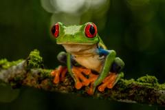 El 41% del total de los anfibios a nivel global están en peligro de desaparecer según la UICN. Foto: Pexels