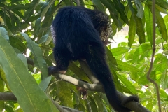 WhatsApp-Image-2020-03-29-at-09.43.44