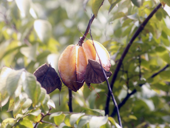 Fruto llamado carambola, se usa para la preparación de frescos y dulces. Foto: Jorge Rodríguez/Viatori