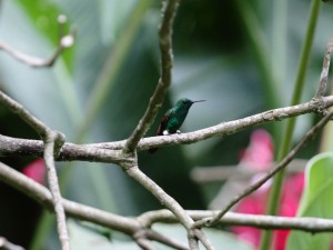 #Birding en Guatemala