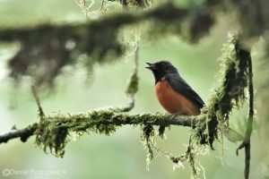La experiencia de pajarear alrededor del Lago de Atitlán