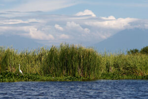 Humedales, carbono azul y comunidades: el valor ecológico y social de los ecosistemas marino-costeros