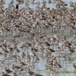 ¿Por qué son importantes los conteos de las aves playeras?