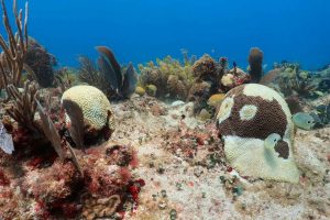 Olas de calor marinas amenazan biodiversidad oceánica