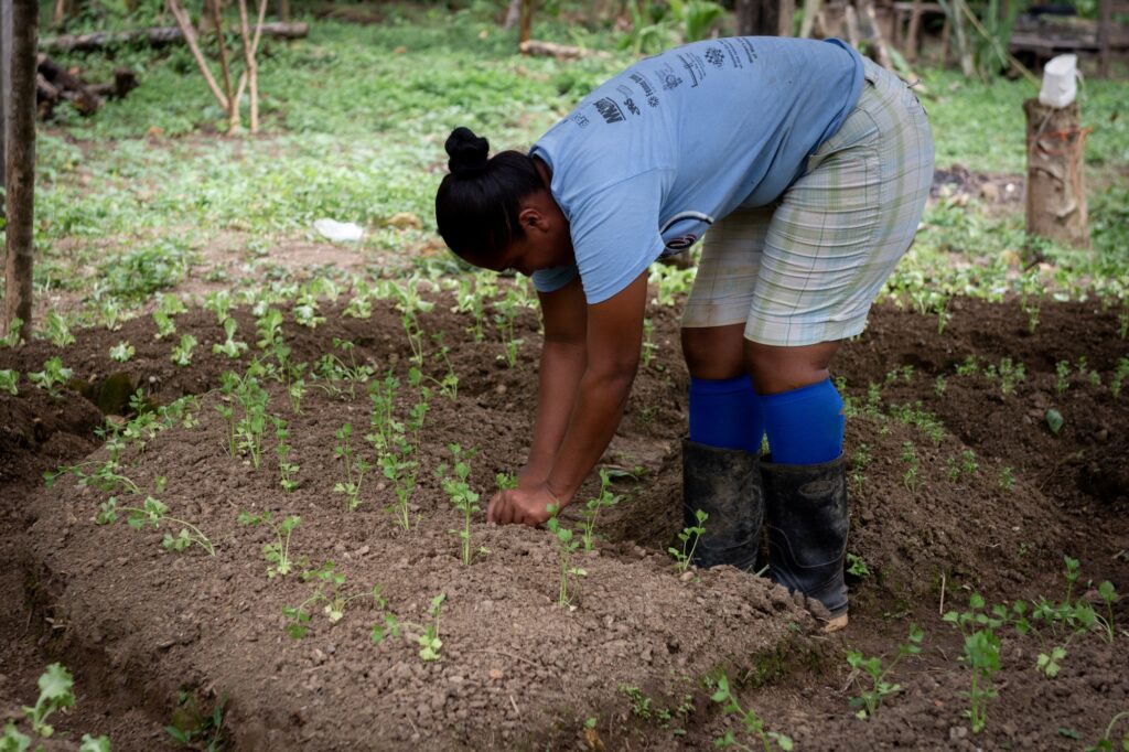Mujer indígena cabécar cultiva cilantro