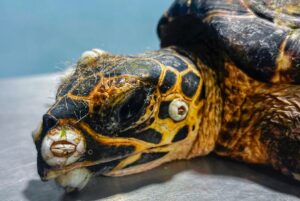 ARCAS Guatemala rehabilita tortuga herida y se prepara para su liberación