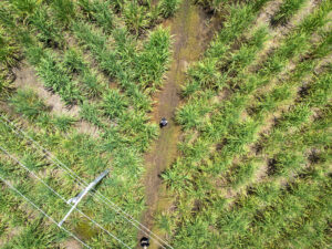 ¿Podría Guatemala redefinir su modelo agrícola? Según este estudio de la URL, sí