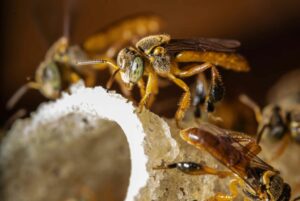 Abejas nativas de la Amazonía reciben reconocimiento legal histórico