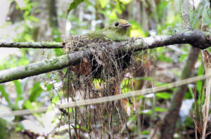 La ilusión óptica de la naturaleza: Cómo los escombros del bosque se convirtieron en un salvavidas para pequeños nidos