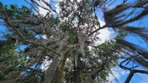 Barba de viejo: Un refugio vital para la fauna y símbolo cultural en Latinoamérica