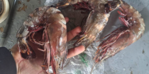 Descubren camarón tigre invasor en el Caribe guatemalteco