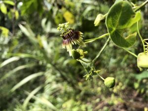 Passiflora clypeophylla, una planta que se creía extinta es redescubierta en Alta Verapaz, Guatemala