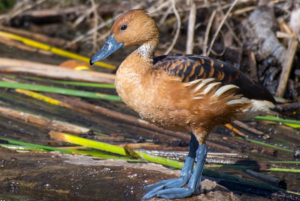 Monitoreo biológico revela riqueza de aves en el ecosistema periurbano de Amatitlán