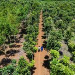 INAB realiza segundo pago por incentivos forestales