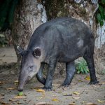 El territorio que pierde el tapir en Guatemala