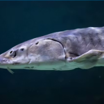 Cómo predecir la probabilidad de extinción de peces de agua dulce para salvarlos
