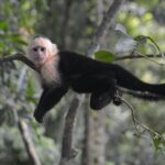 El clima extremo amenaza la estabilidad social de los animales