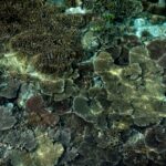 El NOAA Coral Reef Watch muestra señales de alerta en Centroamérica por estrés térmico de los arrecifes