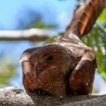 El misterioso guácharo vuelve a sorprender a Costa Rica: nuevos avistamientos reabren preguntas sobre una de las aves más extrañas de América