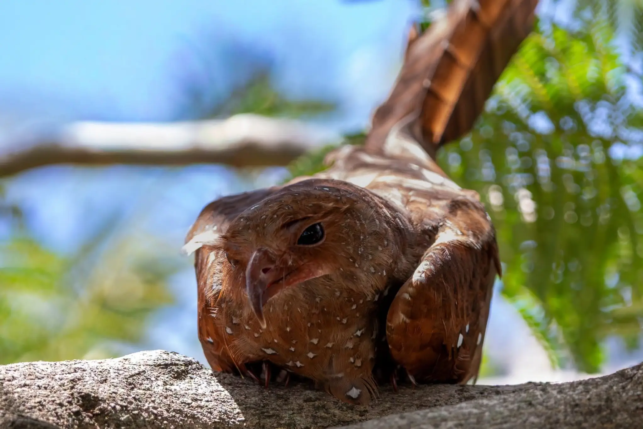 El misterioso guácharo vuelve a sorprender a Costa Rica: nuevos avistamientos reabren preguntas sobre una de las aves más extrañas de América