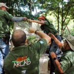 Cuarenta loros regresan a la selva de Petén tras ser rehabilitados