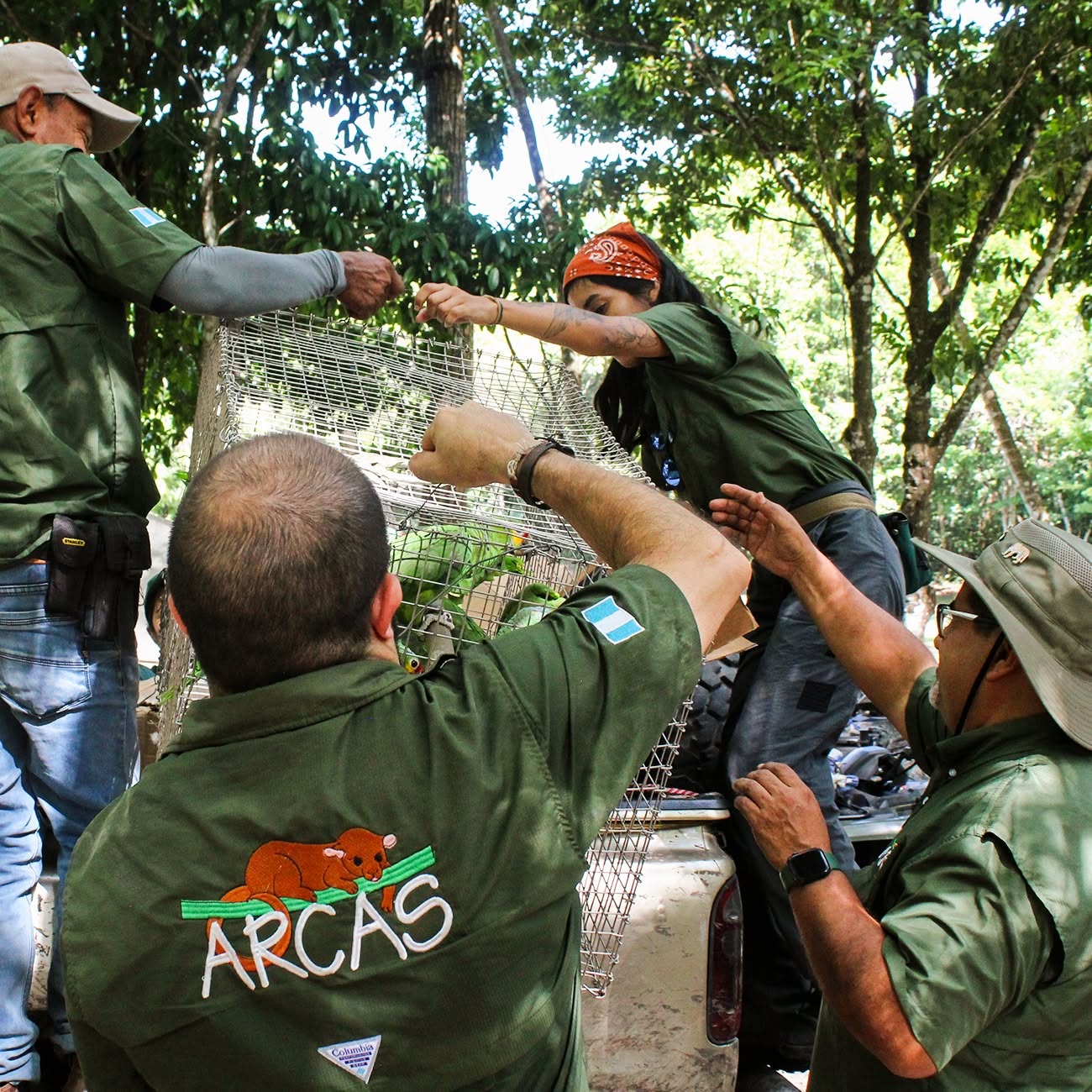 Cuarenta loros regresan a la selva de Petén tras ser rehabilitados