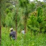 Los incentivos forestales como herramienta para frenar la pérdida de bosques en Guatemala