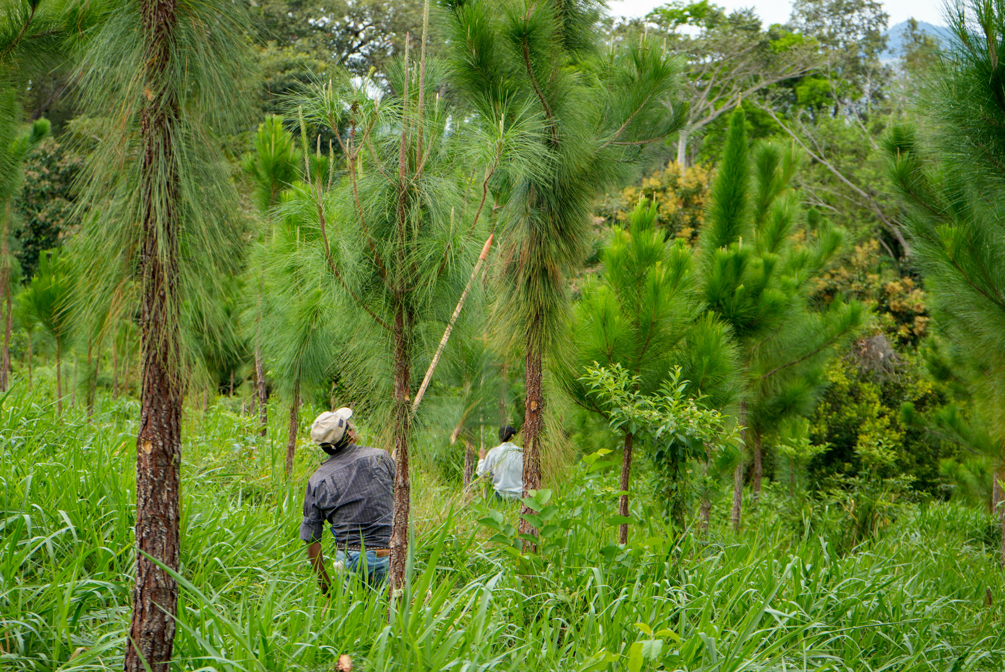 Los incentivos forestales como herramienta para frenar la pérdida de bosques en Guatemala