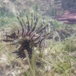 El pez león, un enigmático depredador que invade el Mediterráneo