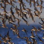 Aves migratorias: 13 países se unen para proteger sus viajes por América