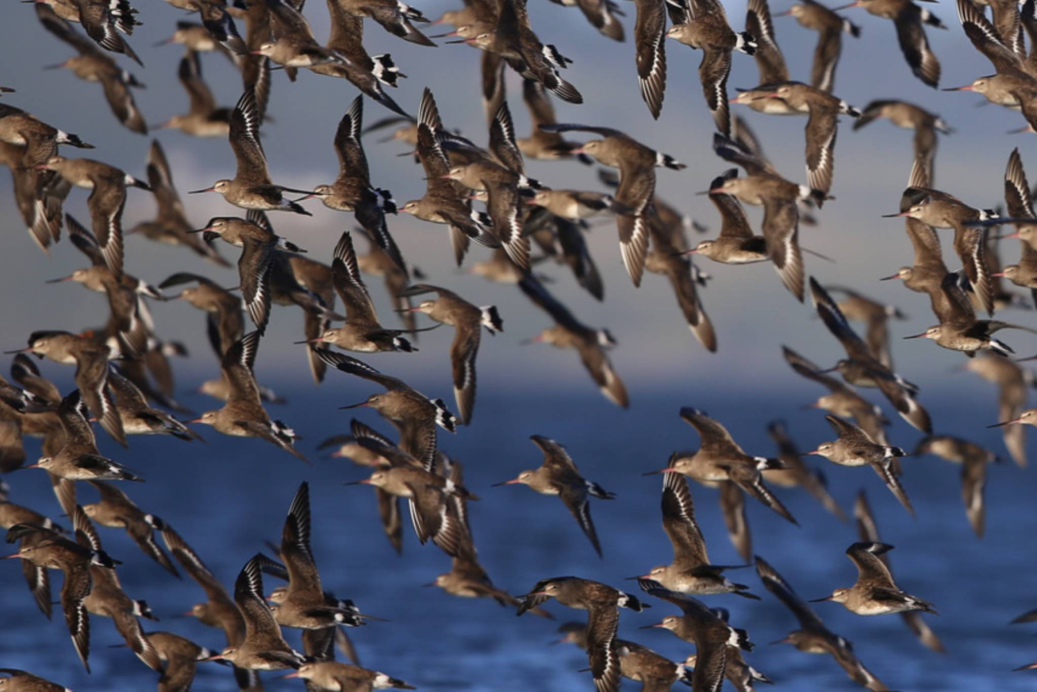 Aves migratorias: 13 países se unen para proteger sus viajes por América