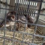 Autoridades decomisan 30 animales silvestres mantenidos en cautiverio en Costa Rica