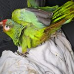 Guatemala evalúa fortalecer su legislación sobre caza en medio de crecientes amenazas para la fauna silvestre