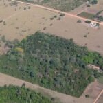 Pequeños bosques aislados ayudan a conservar aves