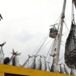 La acuicultura impulsa el crecimiento global del sector pesquero, en un contexto de presión sobre los recursos marinos
