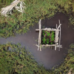 Restauración de manglares brinda esperanza frente a los impactos del cambio climático en Guatemala