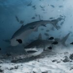 TNC busca impulsar las primeras áreas marinas protegidas fuera de las fronteras nacionales