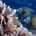 Arrecife Mesoamericano, un activo natural que se debe asegurar